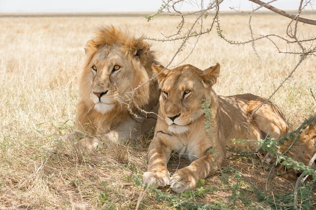 African lions in the wild
